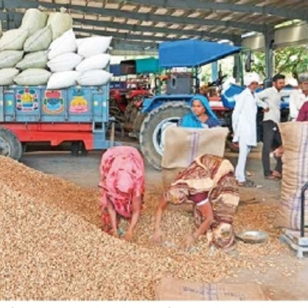 મહુવા માર્કેટ યાર્ડમાં ટેકાના ભાવે મગફળીની ખરીદી શરૂ થતા ખેડૂતોમાં આનંદ. સાવરકુંડલા યાર્ડ પણ મગફળીથી છલકાયું.