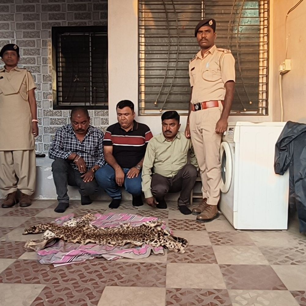 દીપડાના ચામડાની હેરાફેરી કરતા 4 ઝડપાયા: વાંસદા વન વિભાગની રેડમાં ચામડું વેચવા-ખરીદવા આવેલા રંગેહાથ ઝડપાયા.