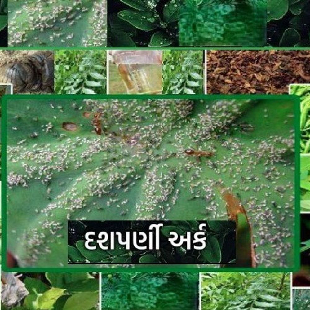 દશપર્ણી અર્ક: પ્રાકૃતિક ખેતી માટે અસરકારક જંતુનાશક, ઓછા ખર્ચે પાક સંરક્ષણ અને જમીનની ફળદ્રુપતામાં વધારો કરે છે.