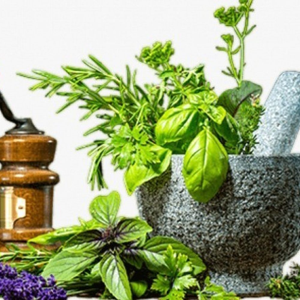 આયુર્વેદિક વનસ્પતિઓ: કઈ વનસ્પતિ કયા રોગમાં ઉપયોગી, જાણો તુલસી, લીમડો, ફુદીનો અને અન્ય વનસ્પતિઓના ગુણો.