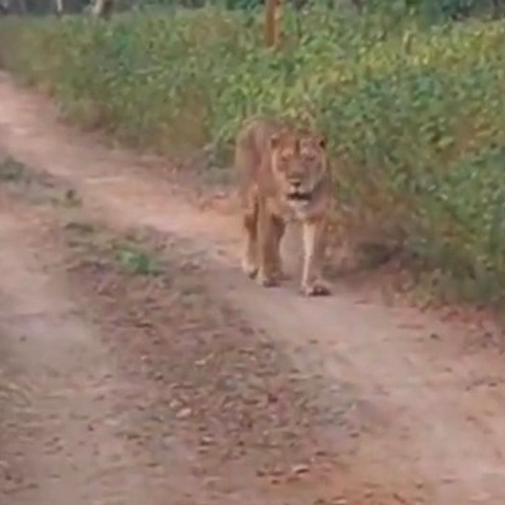 બરડા સફારીમાં ‘સમ્રાટ’ સિંહનું પ્રથમવાર સ્પષ્ટ દર્શન થતાં પ્રવાસીઓમાં ઉત્સાહનો માહોલ.