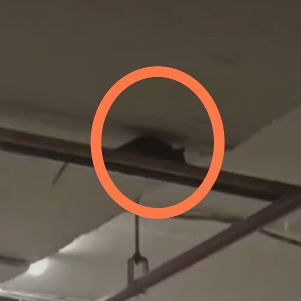 ગાંધીનગર Civil હોસ્પિટલમાં ઉંદરોનો આતંક; દર્દીઓ અને સ્ટાફ ત્રાહિમામ, ચેપનું જોખમ.