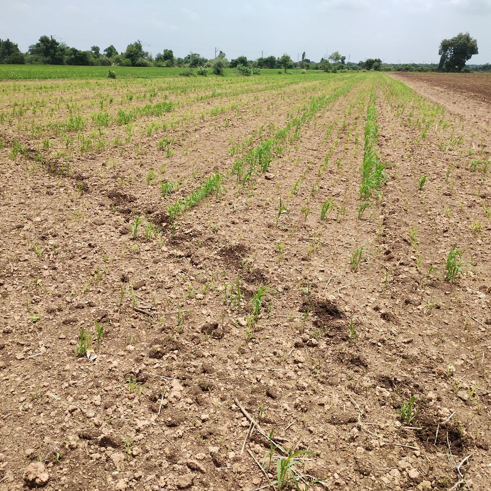 20 દિવસમાં રવિપાકનું 77,765 હેક્ટરમાં વાવેતર: નુકસાનની ભરપાઈ માટે ખેડૂતોની મહેનત.