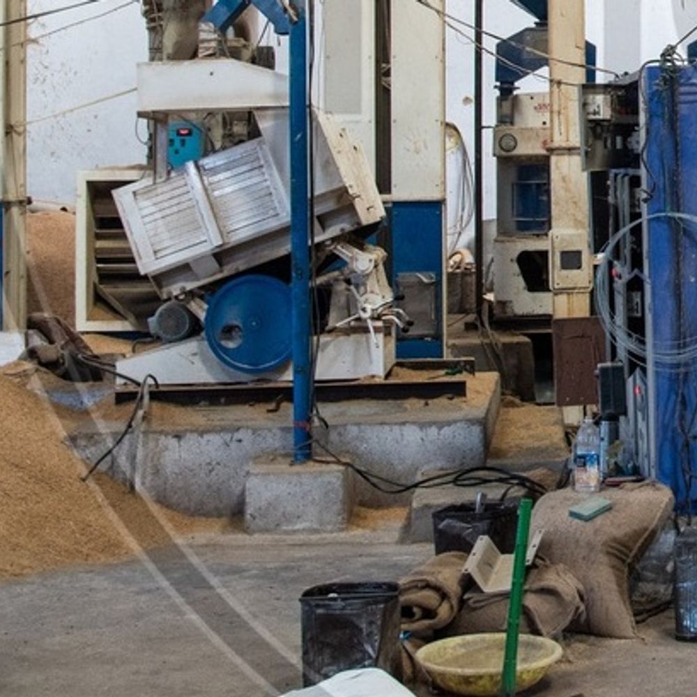 ચોખાની નિકાસ બંધ થતા ડાંગરના ભાવ ઘટ્યા, ખેડૂતોને નુકસાન.