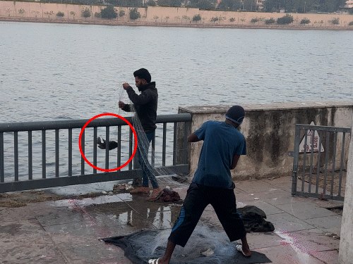 રિવરફ્રન્ટ પર ગેરકાયદેસર માછીમારી: પોલીસે માછલીઓ બચાવી, બે શખ્સોની ધરપકડ, security ની ભૂમિકા શંકાસ્પદ.