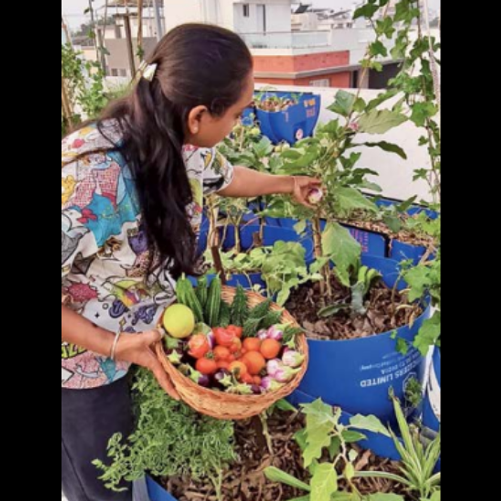 100 વાર જગ્યામાં ટેરેસ ગાર્ડનિંગથી ઓર્ગેનિક શાકભાજી, ફ્રૂટ અને ડેકોરેટિવ પ્લાન્ટ્સ ઉગાડ્યા: મંડે પોઝિટીવ.