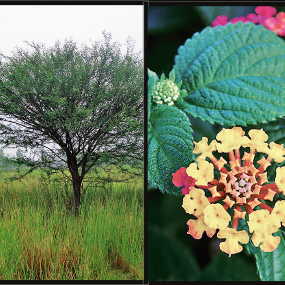 ભારતનાં જંગલોને કોરી ખાતી ‘Alien પ્રજાતિ!'