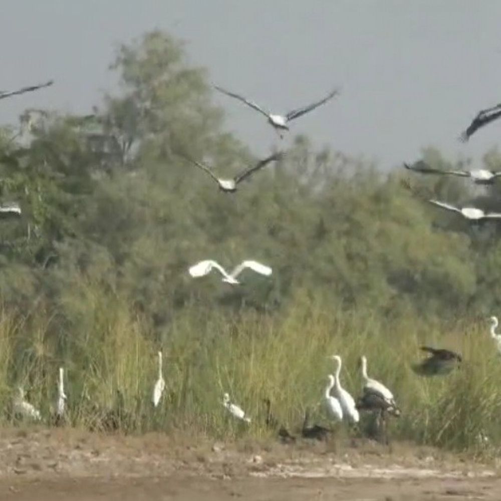કચ્છના નાના રણમાં 40,000 વિદેશી પક્ષીઓનું આગમન