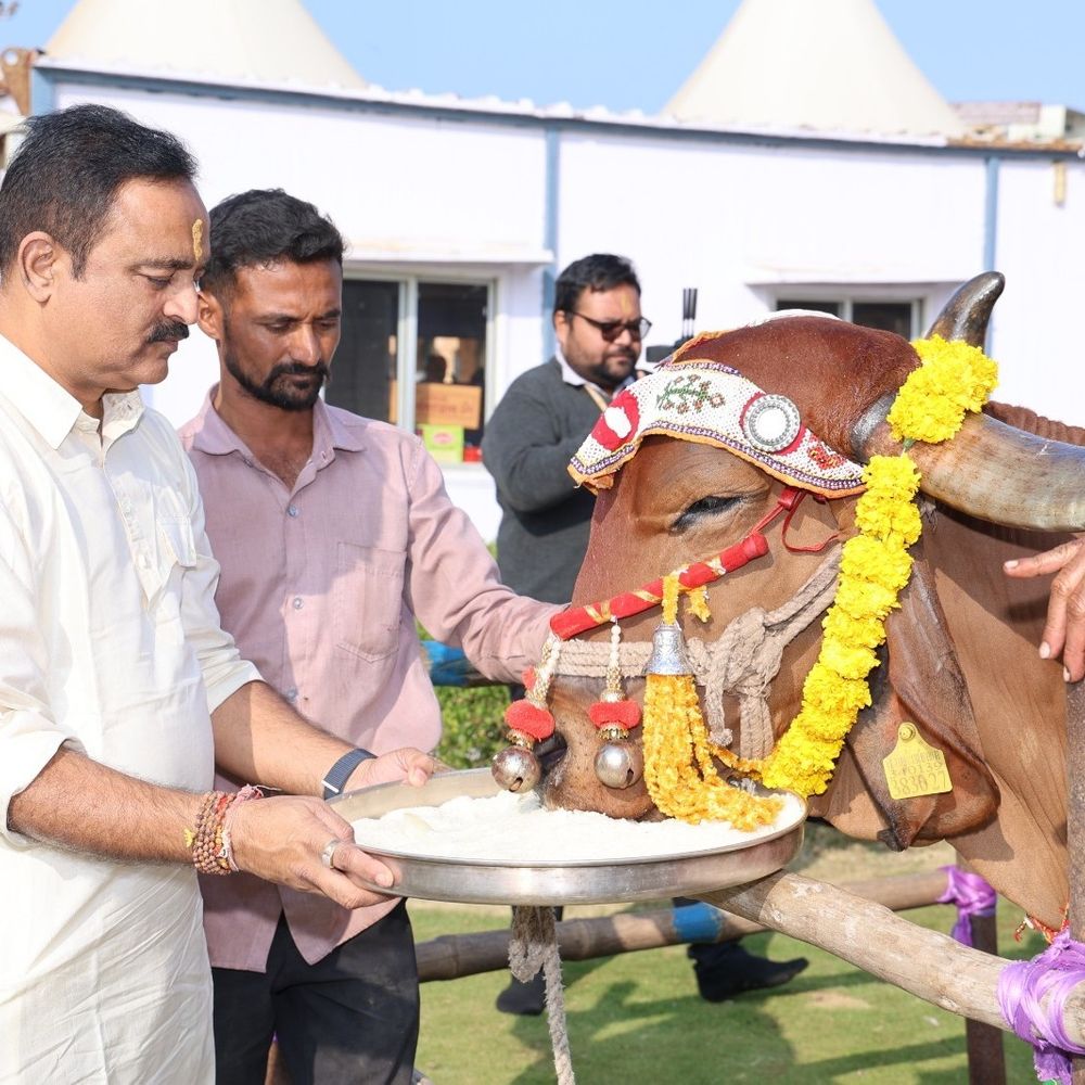 સોમનાથ ટ્રસ્ટ દ્વારા મકરસંક્રાંતિએ ઓનલાઈન ગૌ-પૂજન, ગીર ગૌવંશ સંરક્ષણ માટે વિશેષ વ્યવસ્થા અને દાનનો લાભ મળશે.