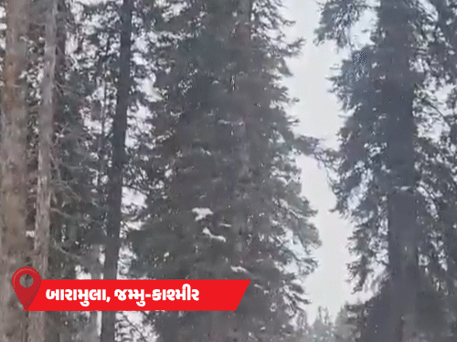 MPમાં રજા, પટનામાં ધુમ્મસ એલર્ટ, ઉત્તરાખંડમાં ફ્લાઇટ મોડી; INDIGOની 118 ફ્લાઇટ રદ.