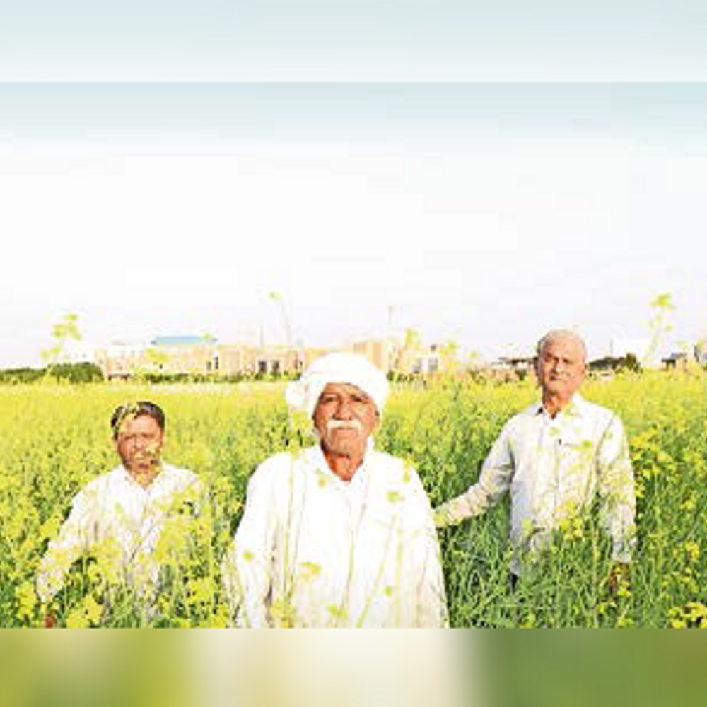 સરહદ ડેરી દ્વારા પાણી શુદ્ધિકરણ બાદ રાયડો અને ઘાસચારાનું ઉત્પાદન: શુદ્ધિકરણ કરેલા પાણીનો સદુપયોગ.