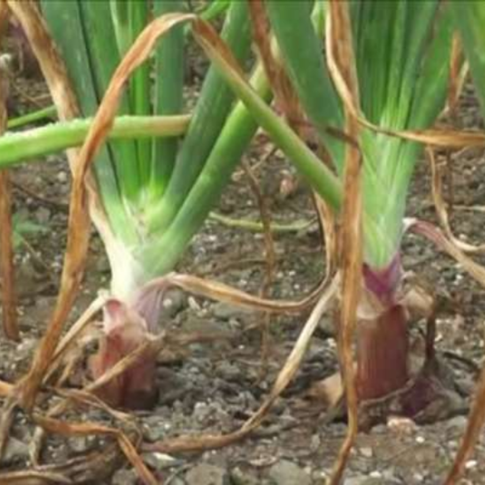 ભાવનગરમાં એક માસમાં શિયાળુ વાવેતરમાં બમણો વધારો