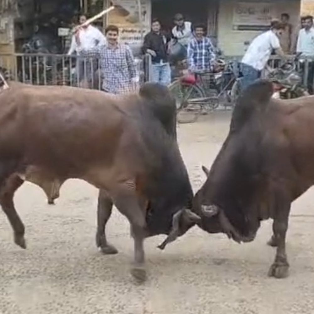 વાંકાનેર રોડ પર બે ખૂંટિયા યુદ્ધે ચડ્યા:વાહનોને નુકસાન, લોકોએ ભારે જહેમત બાદ છૂટા પાડ્યા