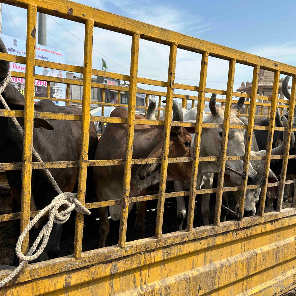 પાટણમાં 2025માં 875 રખડતા ઢોર પકડાયા, 258 છોડી ₹8.34 લાખ દંડ વસૂલાયો.