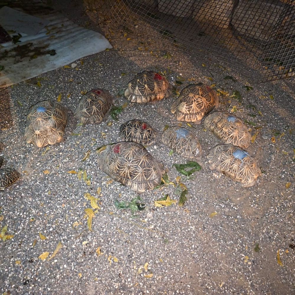 પ્રતિબંધિત 12 સ્ટાર કાચબા સાથે યુવાન ઝડપાયો:દેવભૂમિ દ્વારકા SOG પોલીસે ભાણવડમાંથી કાર્યવાહી કરી