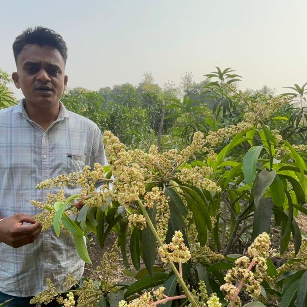 કિરણભાઈની સફળતા: અલ્ટ્રા હાઈડેન્સિટી પદ્ધતિથી આંબા કલમનું વાવેતર અને ૩ વર્ષમાં ઉત્પાદન શરૂ.