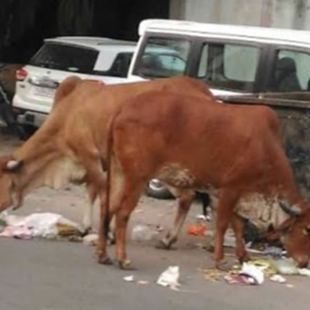 રખડતી ગાય છોડાવવા ગયેલ પશુપાલક સામે ફરિયાદ: નવાપુરા SSC ઓફિસ નજીક પાલિકાની કાર્યવાહી.