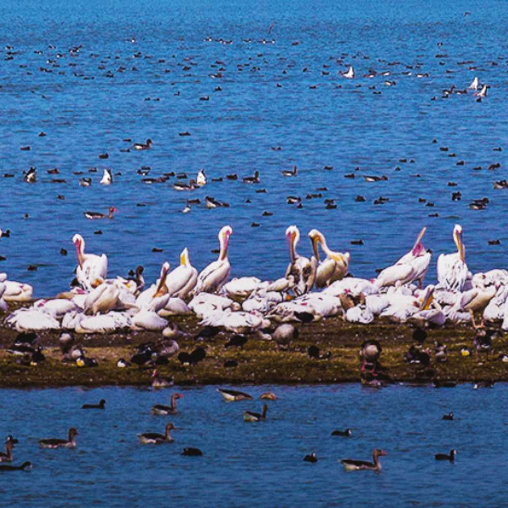 આજ-કાલ: વેટલેન્ડ: પૃથ્વીના જીવનનો આધાર: વેટલેન્ડનું મહત્વ અને જતન વિશેની માહિતી, જાગૃતિ લાવવાનો ઉદ્દેશ્ય.