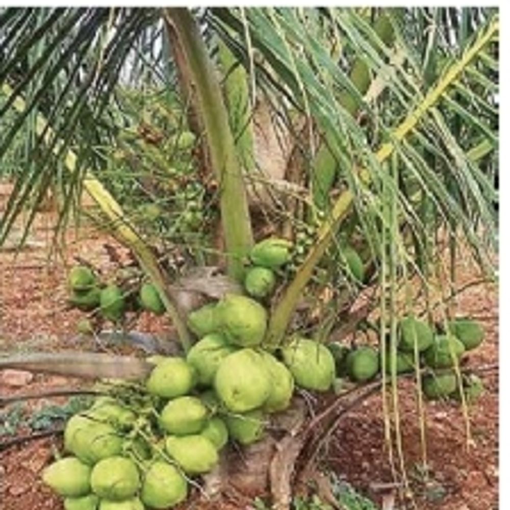 મહુવાના નાળિયેર ઉદ્યોગને વૈશ્વિક બ્રાન્ડ બનાવવાની પહેલ, ભાવનગર જિલ્લા માટે આશાનું કિરણ.