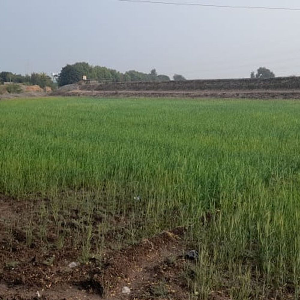 ભાવનગરમાં ઘઉંના વાવેતરમાં એક જ વર્ષમાં 31.78 ટકાનો વધારો થતા ખેડૂતોમાં ખુશીની લહેર.