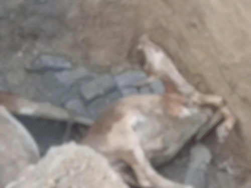 AMCના ખોદેલા ખાડામાં બે ગાયોના મોત; દક્ષિણ ઝોન ઇજનેર વિભાગ અને કોન્ટ્રાક્ટરની બેદરકારી