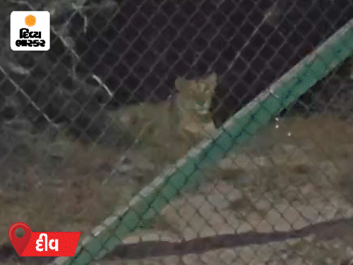 ગીરના સિંહો દરિયાકાંઠે: ઉનામાં મારણ, દીવમાં સિંહણ દેખાતાં ભય