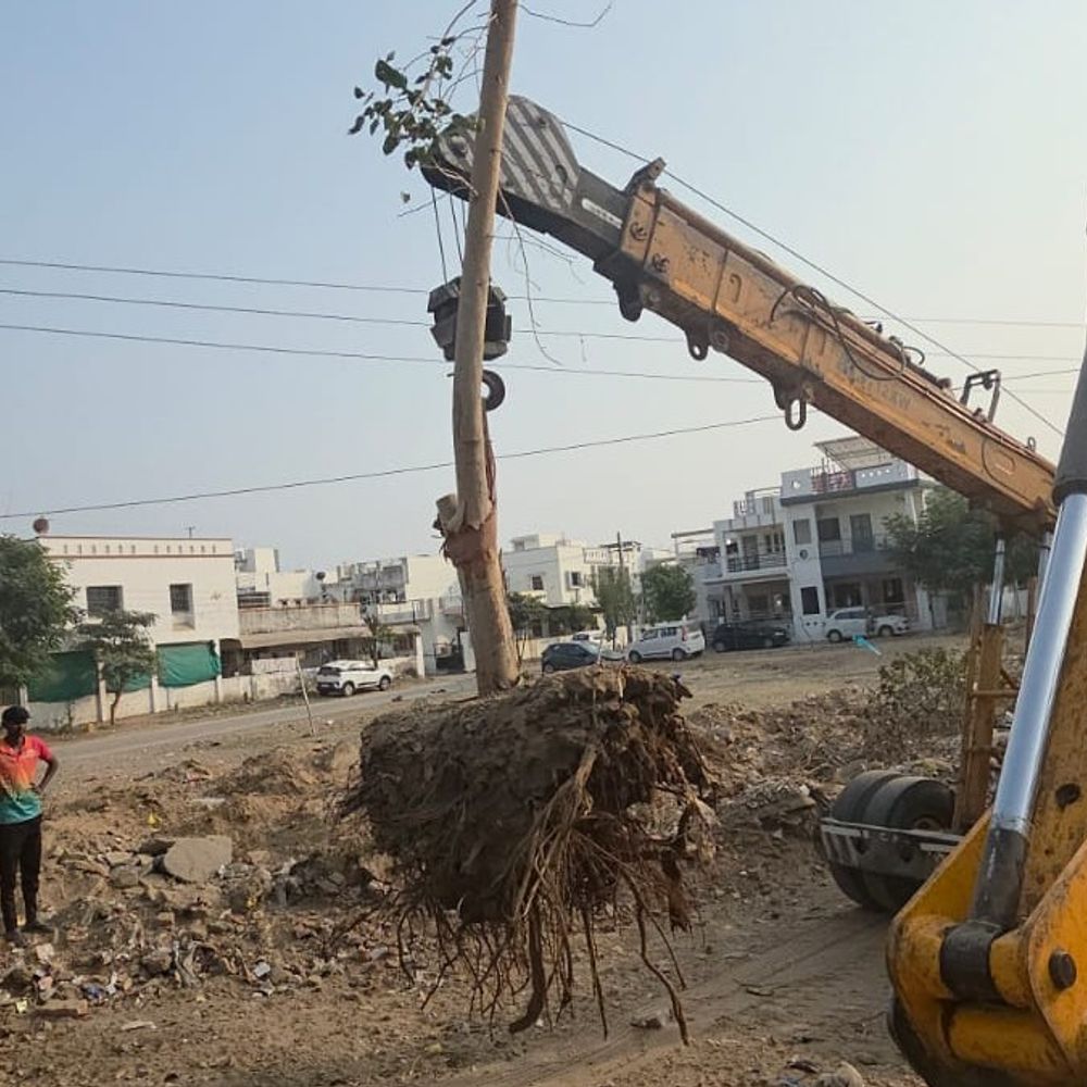 પાટણમાં પર્યાવરણ સુરક્ષા માટે પાલિકા દ્વારા 15 વૃક્ષોનું સફળતાપૂર્વક ટ્રાન્સપ્લાન્ટ, જે એક વૈજ્ઞાનિક પ્રયોગ છે.