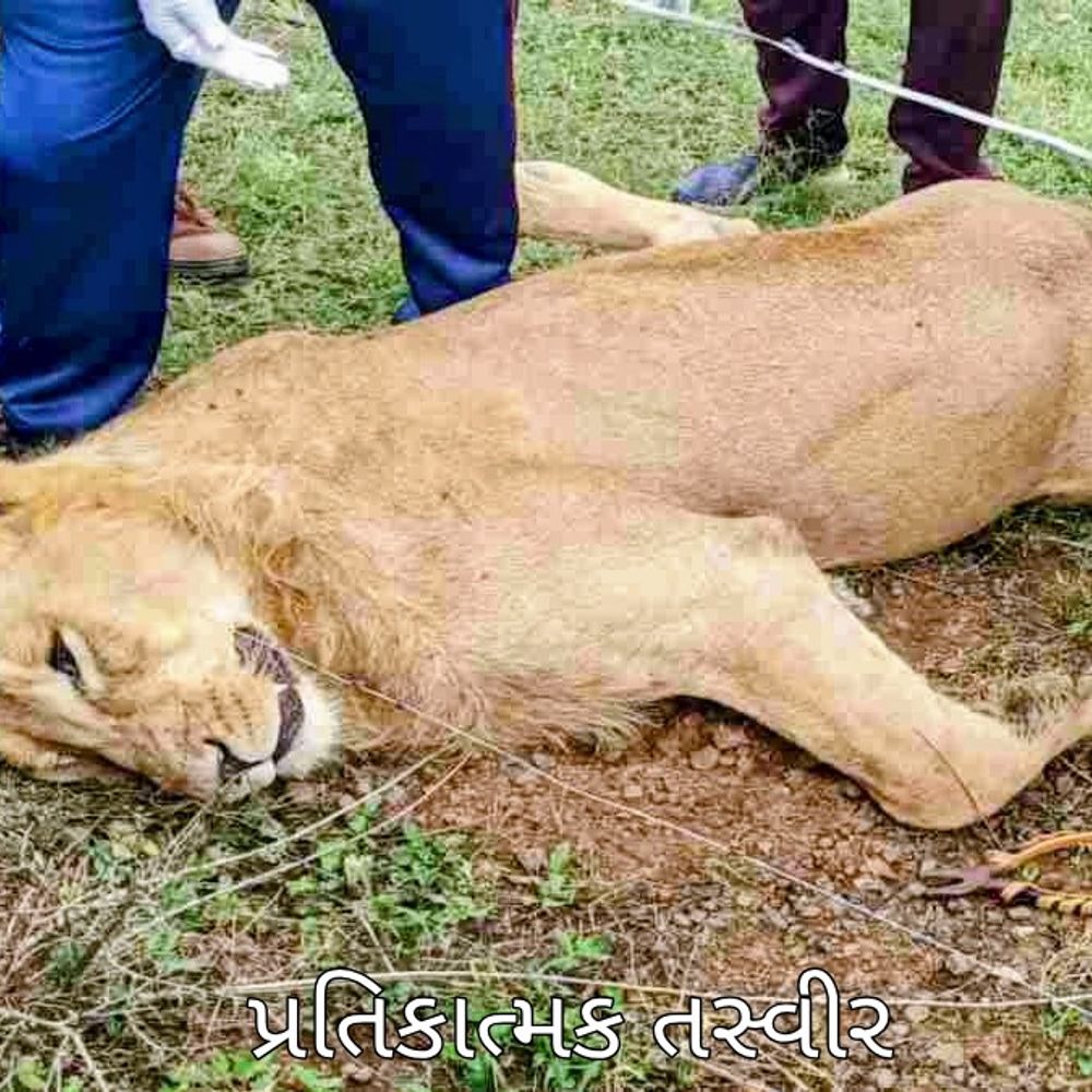 કોડીનાર નજીક સિંહનું વીજ કરંટથી મોત, લીમખેડામાં દીપડાનું અજાણ્યા વાહનથી મોત: ગુજરાતમાં વન્યજીવો પર સંકટ.