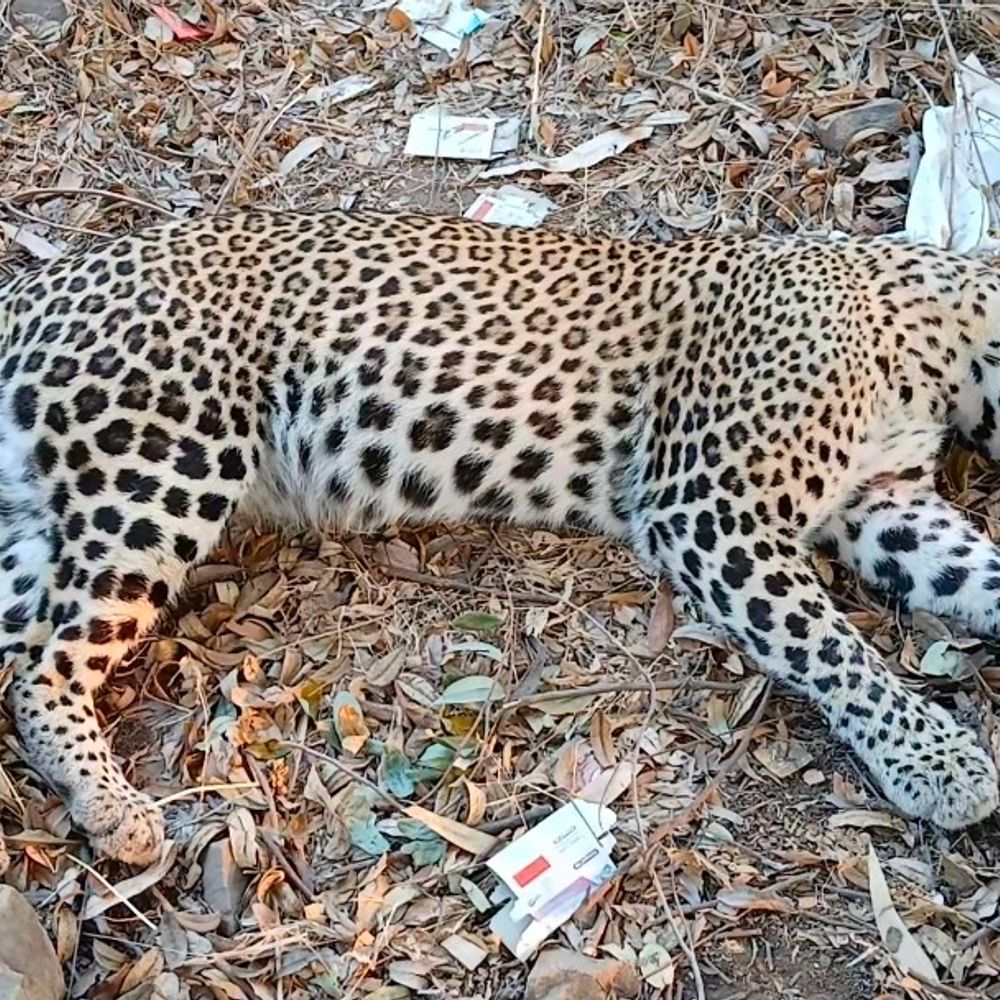 લીમખેડા પાસે હાઈવે પર વાહનની ટક્કરે દીપડાનું મોત; વહેલી સવારના અંધકારમાં રોડ ઓળંગતા અકસ્માત થયો.