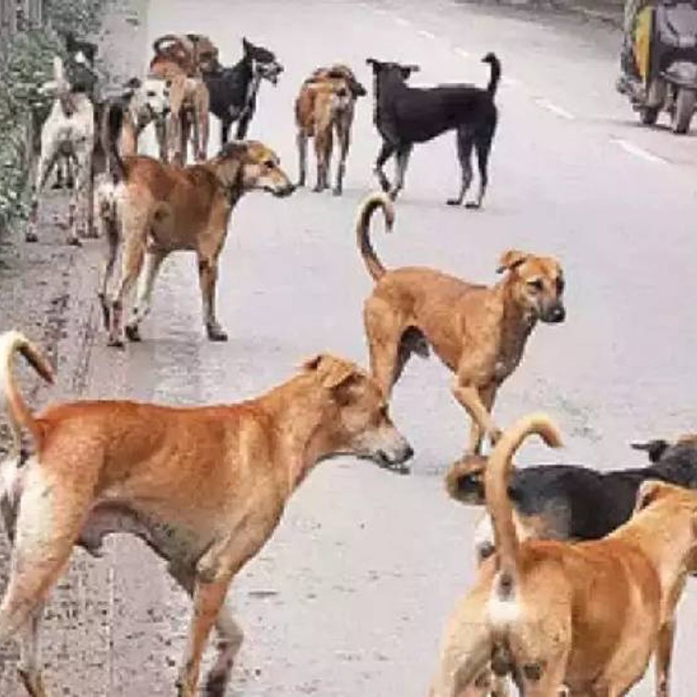 તેલંગાણામાં ‘કૂતરા-મુક્ત ગામ’ના નામે હત્યા: આંધ્રથી ડોગકેચર્સ બોલાવી 1600 કૂતરાઓને ઝેરી ઇન્જેક્શન આપી મોતને ઘાટ ઉતાર્યા.