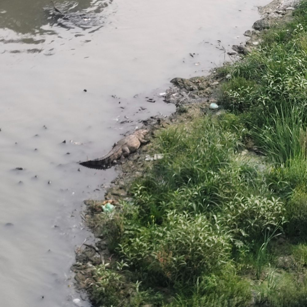 વિશ્વામિત્રી નદીમાં 417 મગરો: નરહરિ હોસ્પિટલથી કાલાઘોડા વચ્ચે સૌથી વધુ મગરો દેખાયા