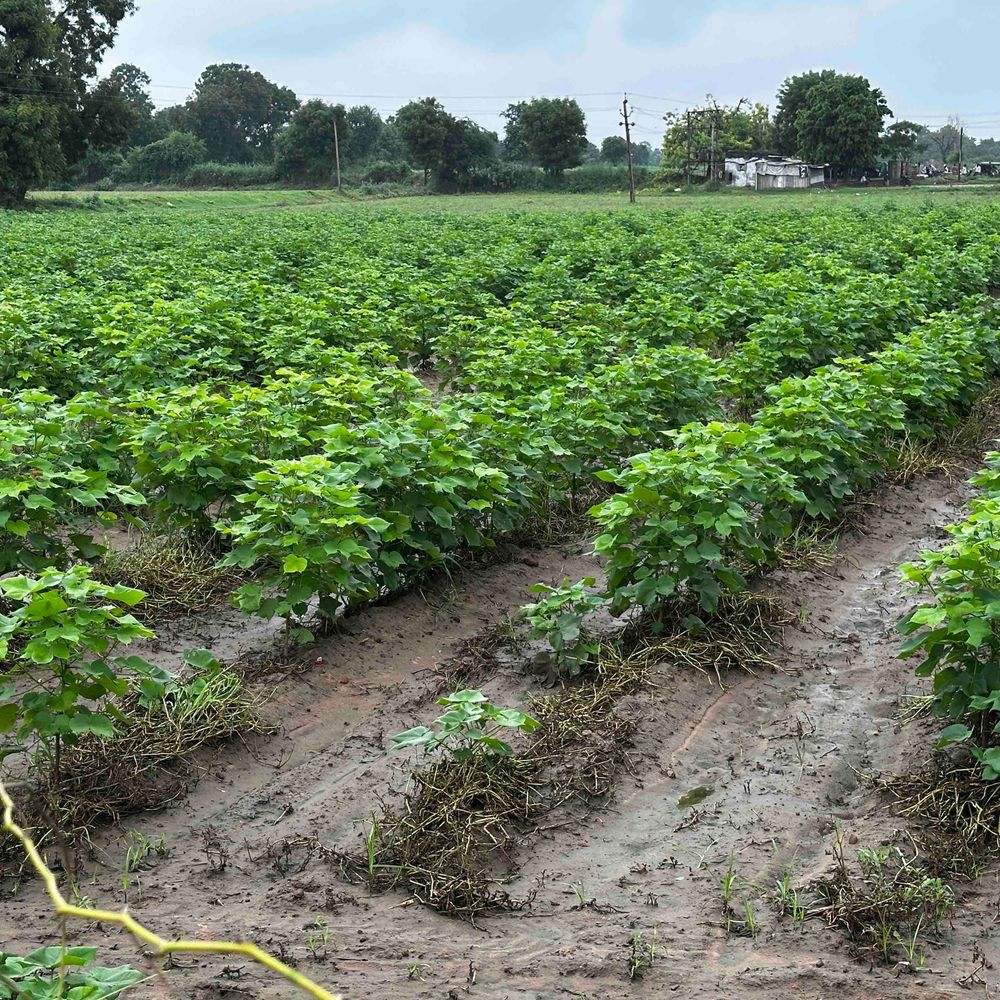 પાટણ જિલ્લામાં 2.38 લાખ હેક્ટરમાં રવિ પાકનું વાવેતર: તમાકુ અને ચણાના વાવેતરમાં વધારો.