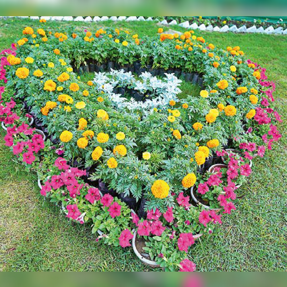 ફ્લાવર શો: 21 પ્રકારના 70 હજાર ફૂલોથી મહેંકી ઉઠ્યો ફ્લાવર શો