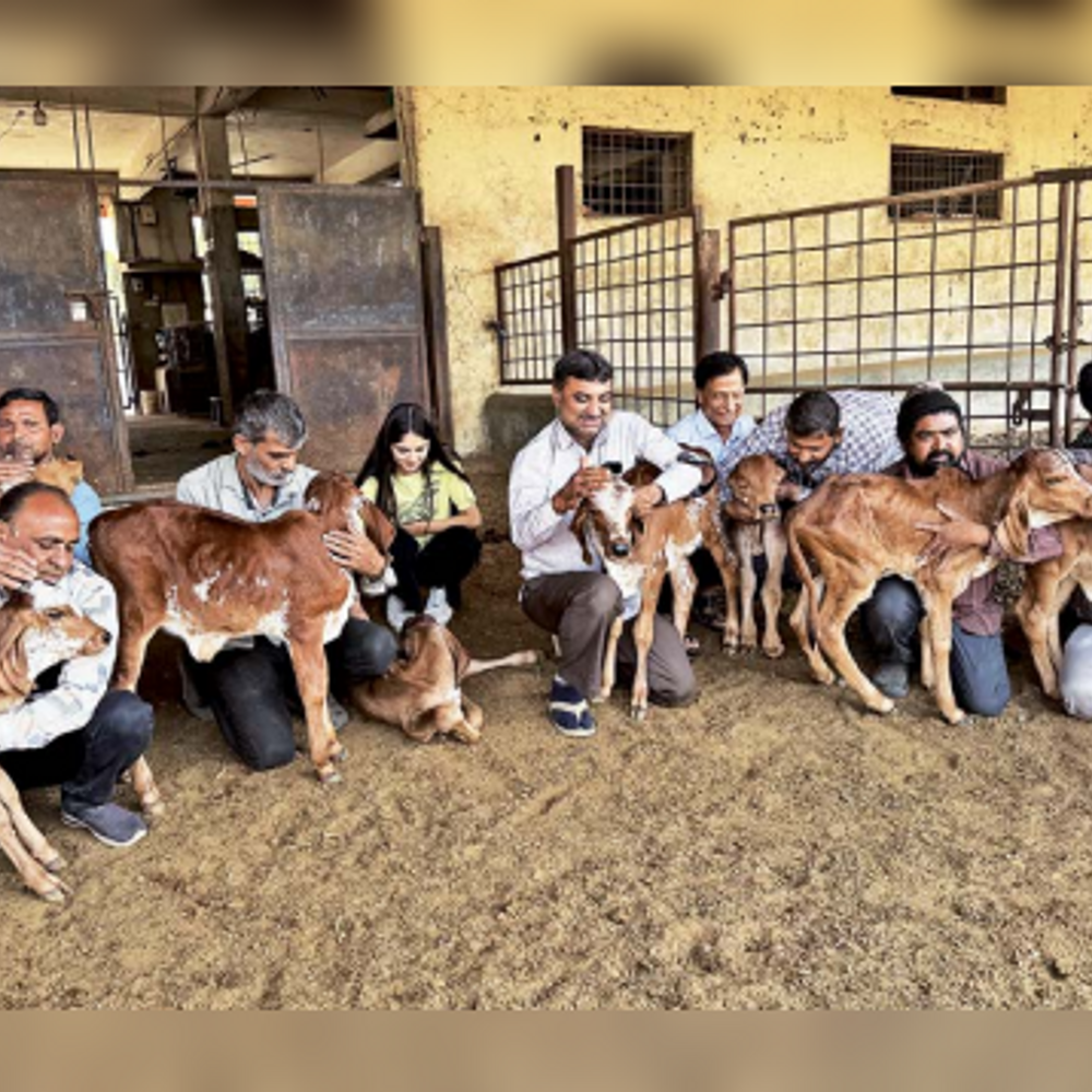 કિસાન ગૌશાળામાં ‘કાઉ હગ ડે’ની ઉજવણી, કામધેનુ યજ્ઞ અને 2000થી વધુ ગૌવંશનું પૂજન કરવામાં આવ્યું.