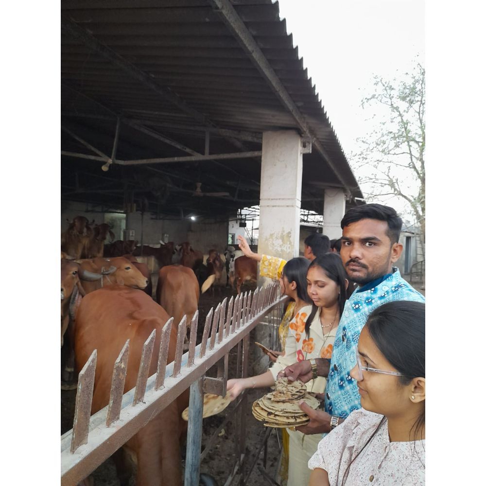 મોરબીમાં દીકરીના જન્મદિવસે 11,111 રોટલા ગૌમાતાને ખવડાવી અનોખી ઉજવણી.",