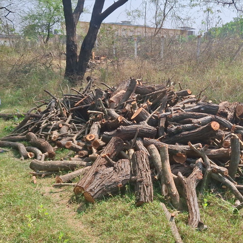 વલસાડના ફાણસવાળામાં મંજૂરી વગર બાવડના ઝાડ કપાયા:ગ્રામજનોમાં રોષ, ઇન્ચાર્જ સરપંચ પર ગેરવહીવટનો આક્ષેપ