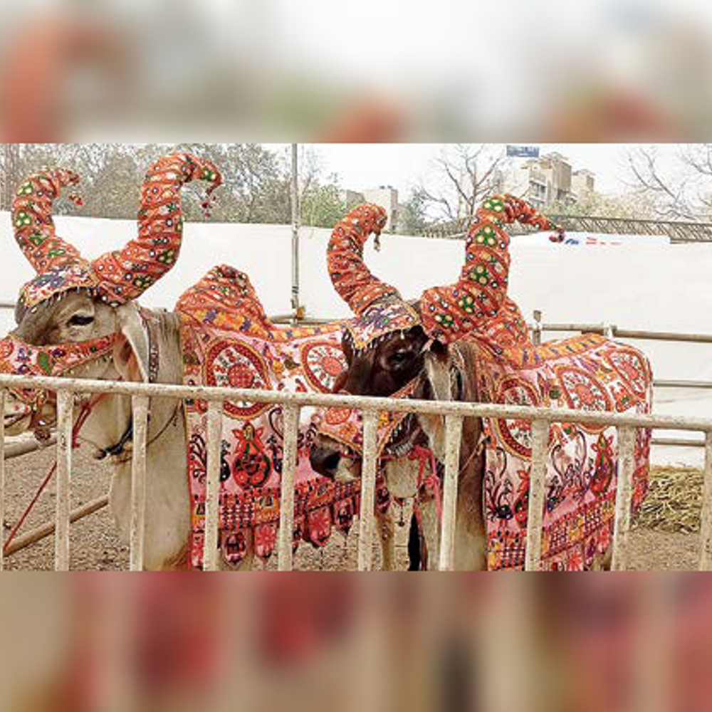 ઇન્ડિયન કેટલ શો: આજે 20 નંદીની રિંગમાં વોકિંગ સ્પર્ધા યોજાશે.