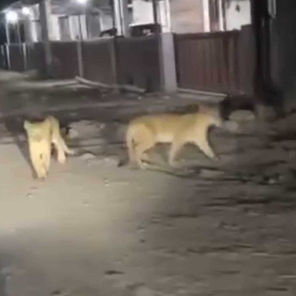 વેરાવળ: રહેણાંક વિસ્તારમાં ચાર સિંહો દેખાયા, સાંઈબાબા મંદિર પાસે સિંહણ અને બચ્ચાં ફરતા જોવા મળ્યા.