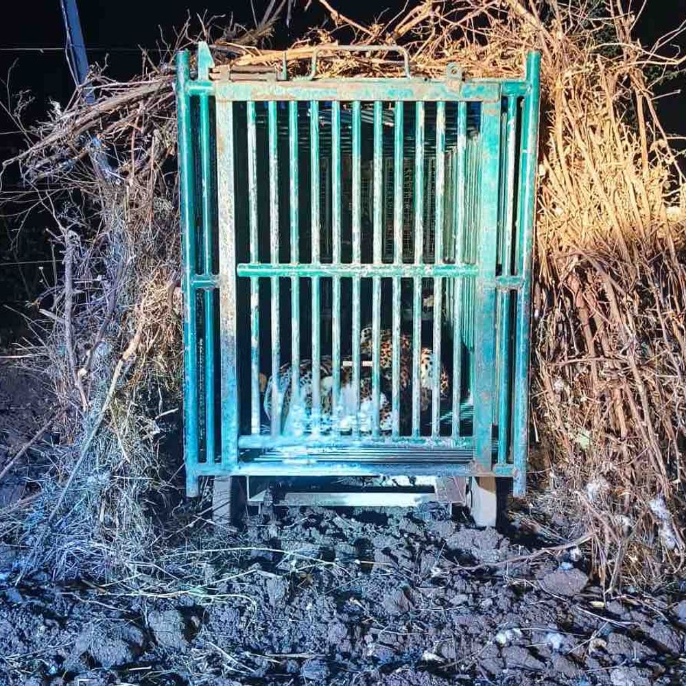 અમરેલીના પીઠવાજાળમાં બાળકી પર હુમલો કરનાર દીપડો વન વિભાગ દ્વારા પકડાયો, ગ્રામજનોને રાહત થઈ.