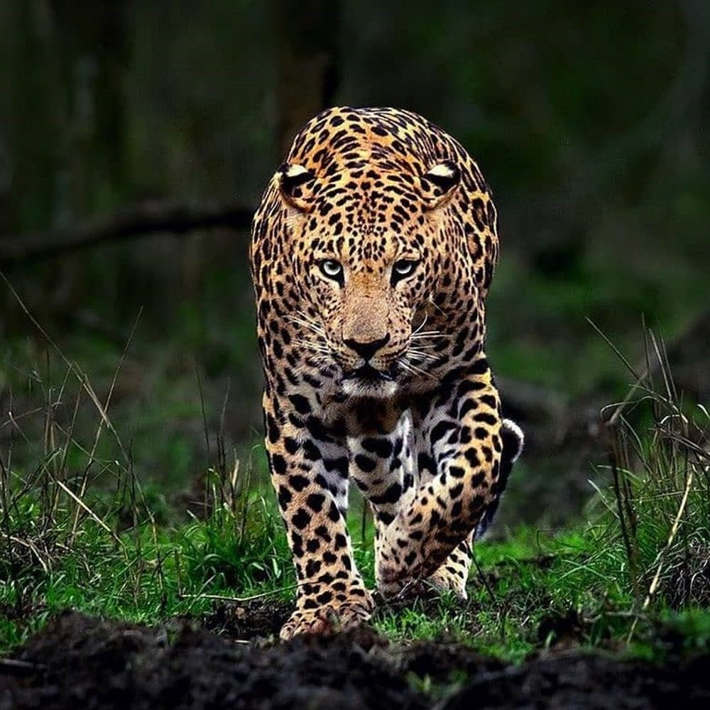 નવસારી: અમલસાડમાં બીજો દીપડો પાંજરે પુરાયો, ગ્રામજનોને રાહત. એક અઠવાડિયામાં બે દીપડા પકડાયા.