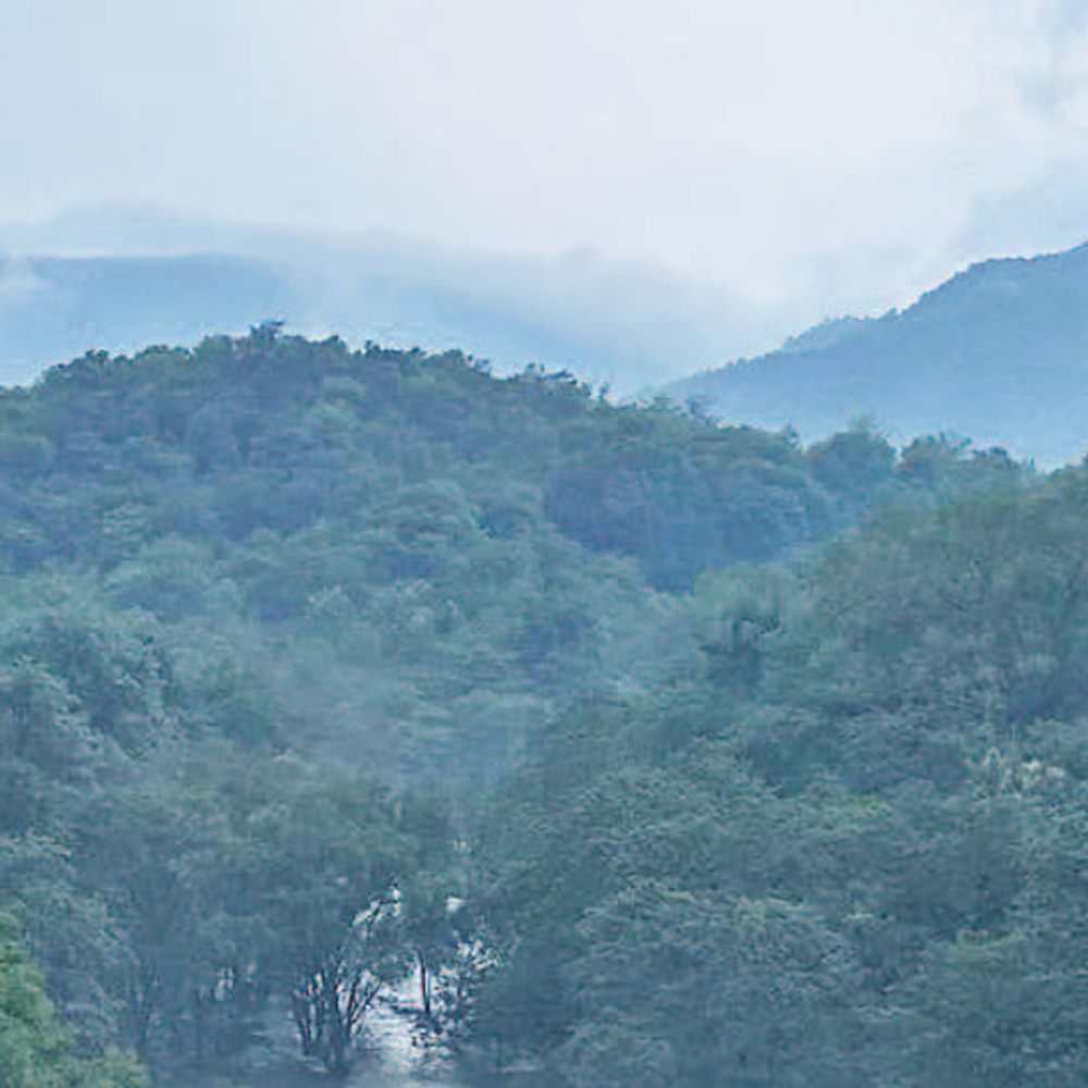 પોળો ફોરેસ્ટ: 211 પક્ષી પ્રજાતિઓનું કુદરતી ધામ, જૈવવિવિધતાથી ભરપૂર, અરવલ્લીની હારમાળામાં આવેલું રમણીય સ્થળ.