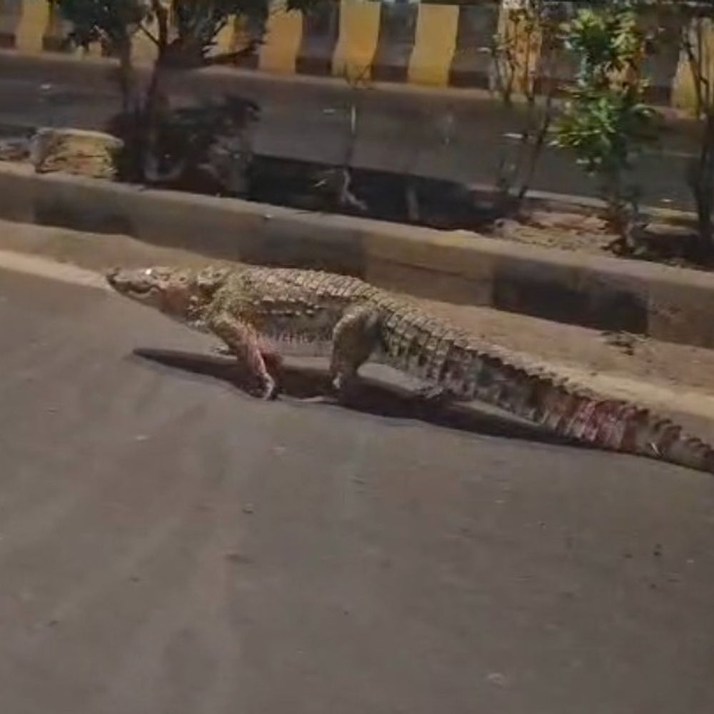 વડોદરામાં રાત્રે મગરની દહેશત: શહેરમાં બે મગરો ઘૂસ્યા, 10 ફૂટનો મગર રોડ પર ફરતો દેખાતા લોકોમાં ભય ફેલાયો.