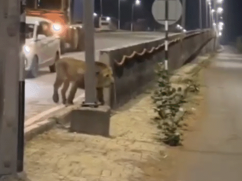 ભાવનગર-સોમનાથ હાઇવે પર સિંહોની જોખમી લટારથી સુરક્ષા સામે સવાલ; પેટ્રોલિંગ વધારવા માંગણી.