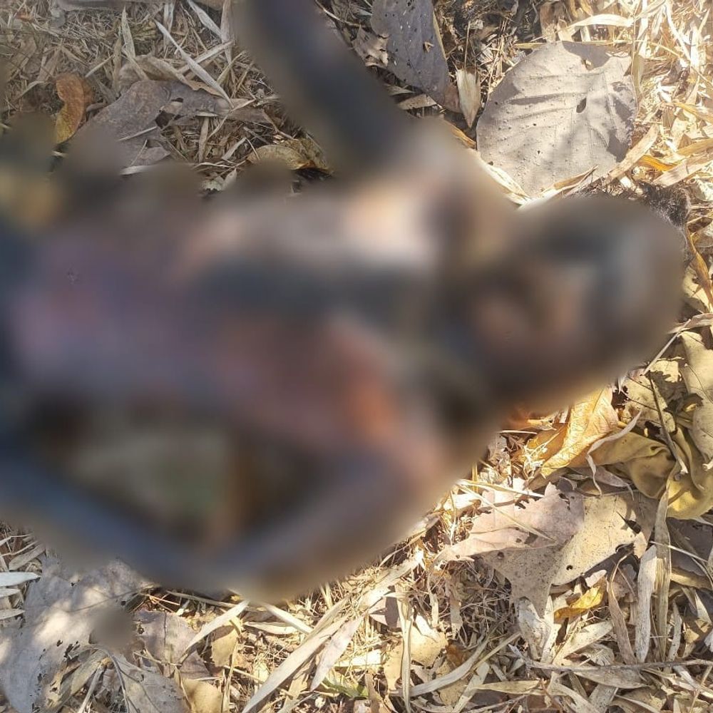 ડાંગ જંગલમાંથી ગુમ યુવકનો સડેલો મૃતદેહ મળ્યો:બાર દિવસથી ગુમ અજય પવારની ઓળખ, પોલીસે તપાસ શરૂ કરી