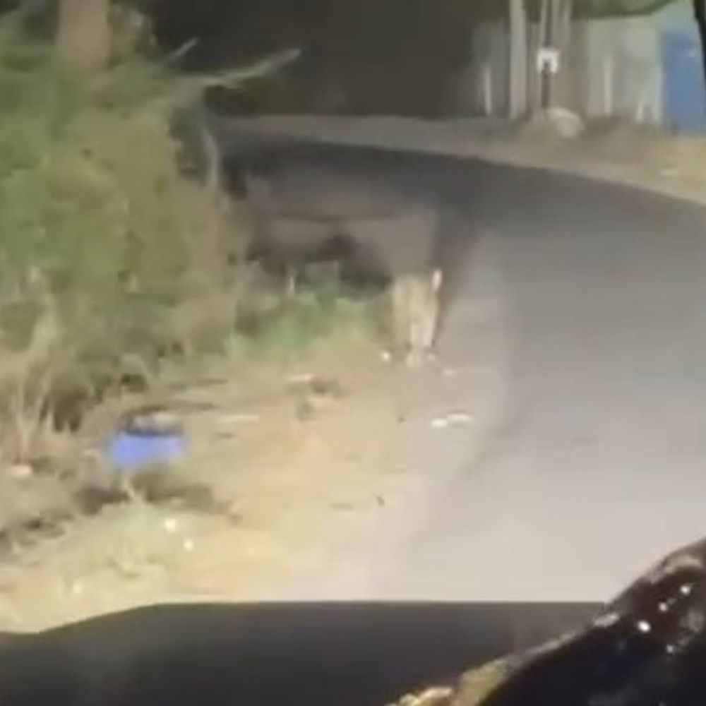 નવસારીના કોથમડીમાં ત્રણ દીપડાના બચ્ચા દેખાયા:મોડી રાત્રે લટાર મારતો વીડિયો વાયરલ, વન વિભાગ હરકતમાં