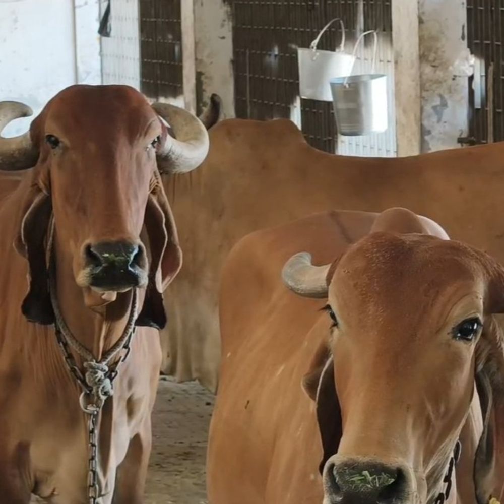 પશુધનને બચાવવા ખરવા-મોવાસા સામે મેગા રસીકરણ અભિયાનનો પ્રારંભ.:જૂનાગઢના 9 તાલુકામાં ‘કમાન્ડો સ્ટાઈલ’માં રસીકરણ: 168 ટીમો મેદાને, 3.20 લાખ પશુઓને રક્ષિત કરવા તંત્રની ડિજિટલ સ્ટ્રાઈક.