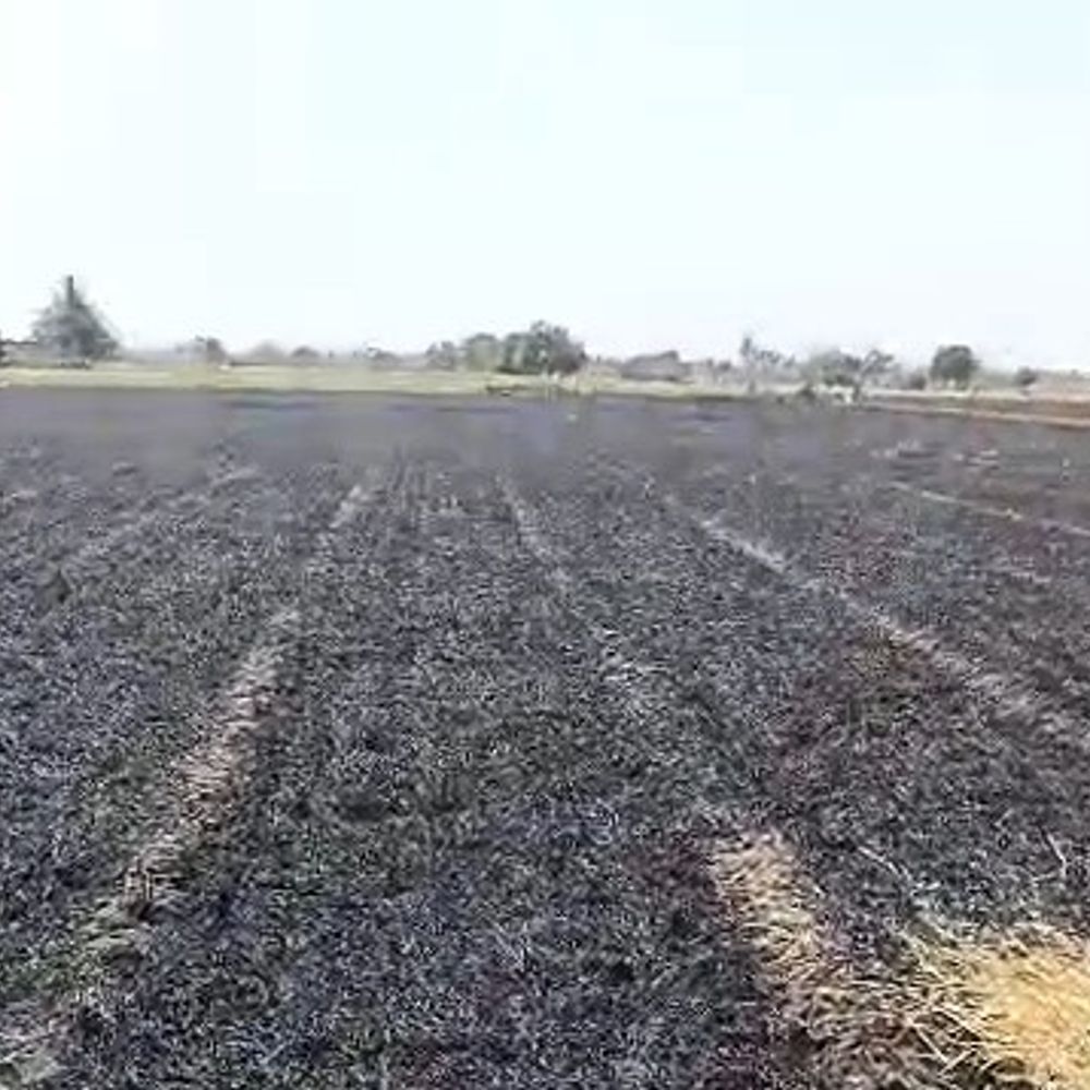 કેશોદના મેસવાણ ગામે વીજતાર અથડાતા 6 વીઘા ઘઉં ખાખ.:​કેશોદમાં કુદરતનો પ્રકોપ અને તંત્રની લાપરવાહી: મેસવાણ ગામે વંટોળમાં વીજતાર અથડાતા સ્પાર્કિંગ થયું, ખેડૂતનો લહેરાતો ઘઉંનો પાક બળીને ભસ્મીભૂત