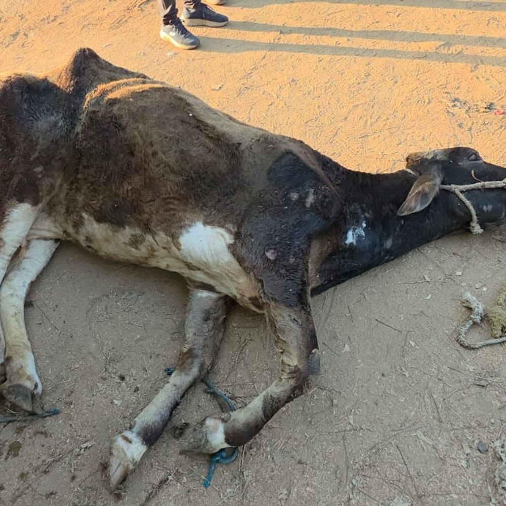 લુણાવાડા પોલીસે ગૌવંશ ભરેલી પીકઅપ ઝડપી:એક ગાયનું મોત, અજાણ્યા શખ્સ સામે ગુનો નોંધાયો