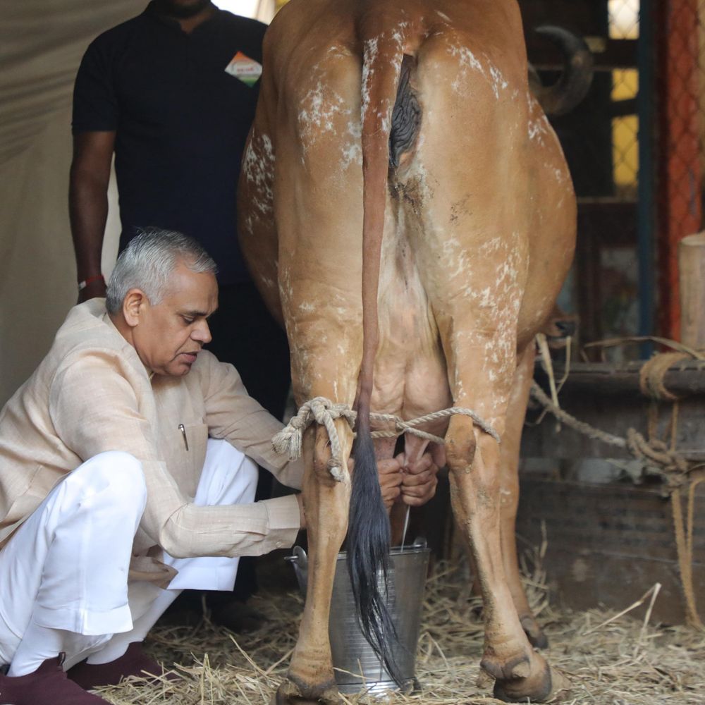 રાજ્યપાલ દેવવ્રતજીએ પ્રાકૃતિક ફાર્મની મુલાકાત લીધી:ગ્રીન કાર્ડ છોડી અમેરિકાથી આવેલા ખેડૂતના ખેતરે ગાય દોહી, પશુ આહારના મહત્વ વિશે માહિતી આપી