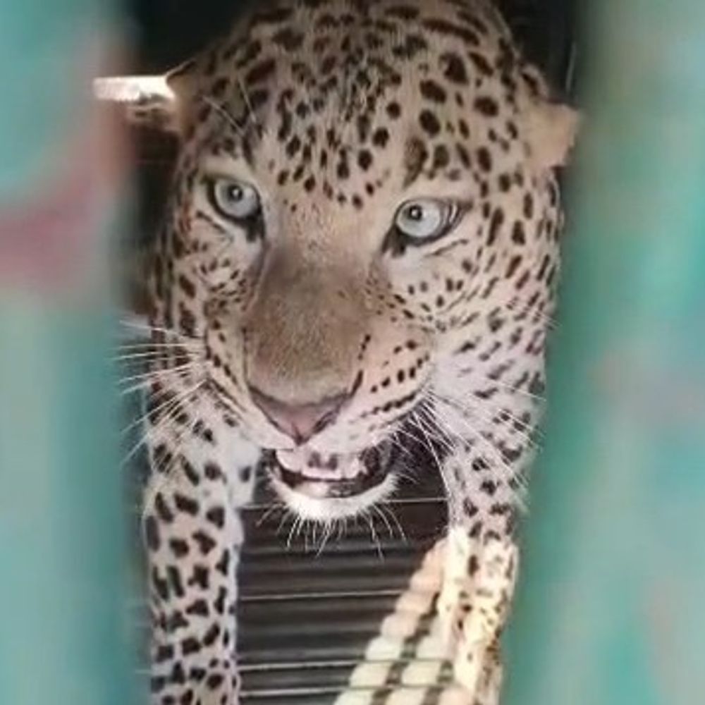 તાપીના મોરદેવી ગામે દીપડો પાંજરે પુરાયો:5 વર્ષનો દીપડો પકડાતાં ગ્રામજનોએ રાહતનો શ્વાસ લીધો